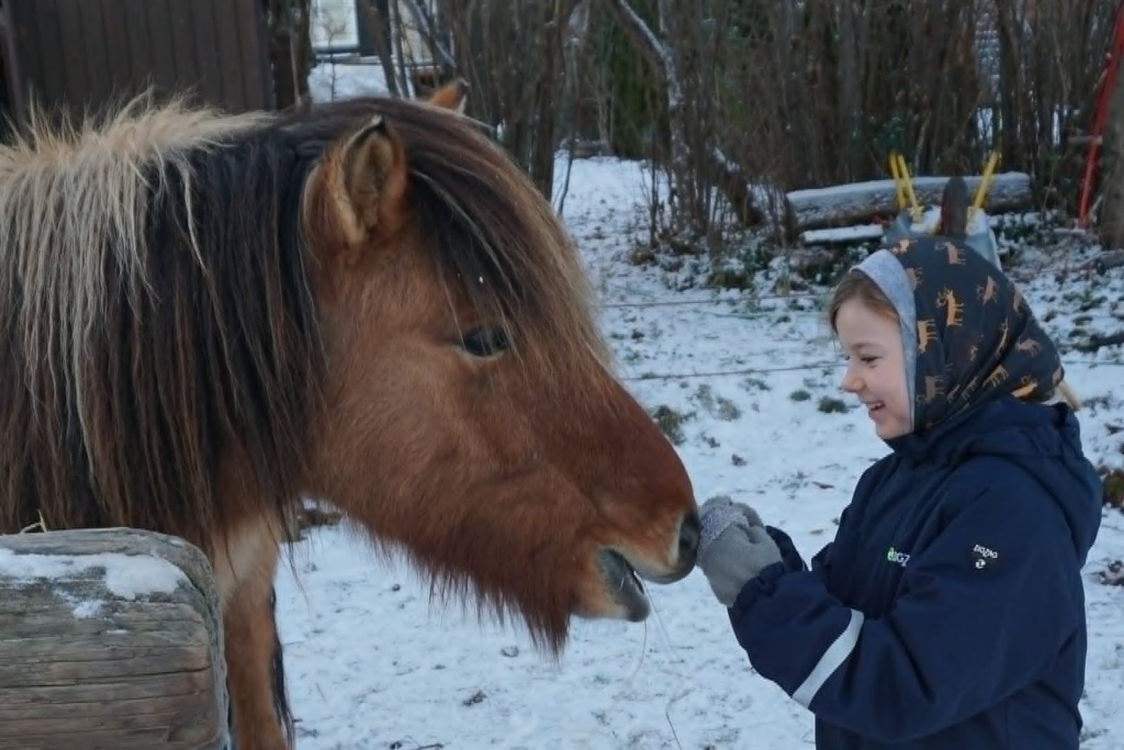Smilende barn i vinterjakke rækker hånden frem mod en islandshests mule i sneen