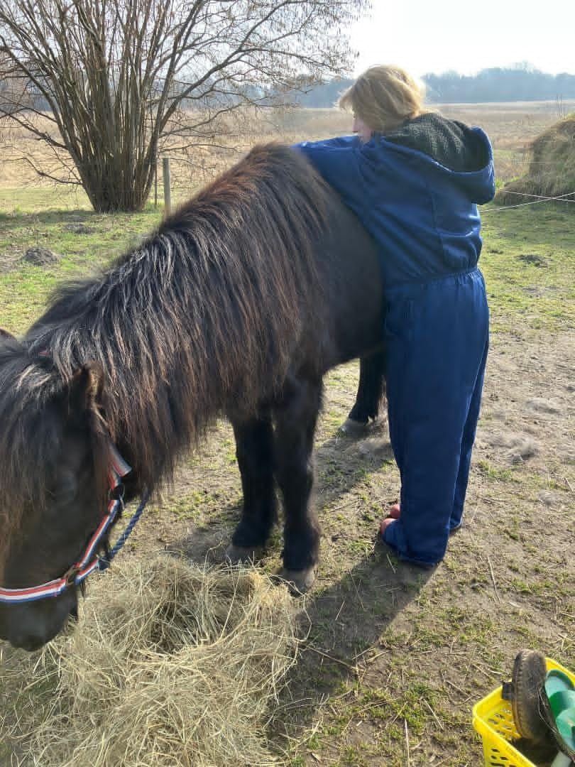 Person med armen om en shetlandsponys ryg på en mark en vinterdag